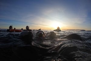 Mergulho com snorkel com leões marinhos