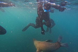 Snorkeling with Sea Lions
