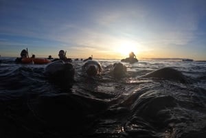 Snorkeling z lwami morskimi
