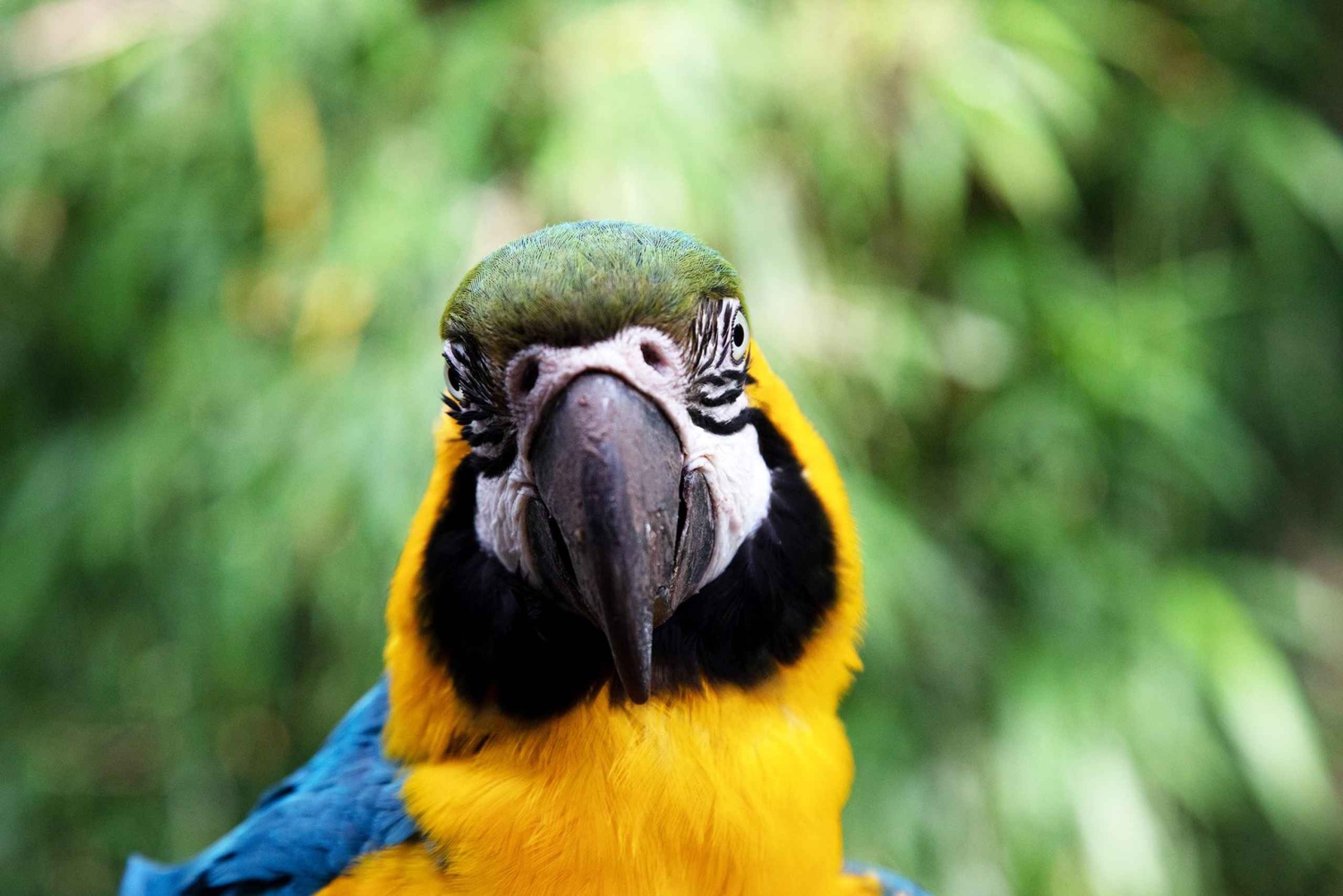 Biglietti per l'ingresso al Bioparco di Temaiken