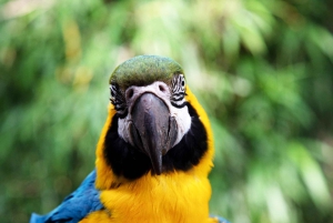 Biglietti per l'ingresso al Bioparco di Temaiken
