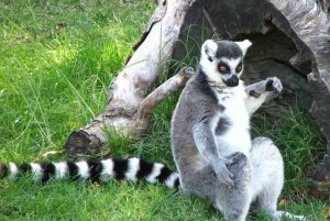Biglietti per l'ingresso al Bioparco di Temaiken