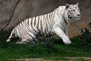 Biglietti per l'ingresso al Bioparco di Temaiken