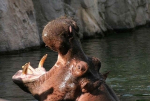 Biglietti per l'ingresso al Bioparco di Temaiken