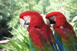 Biglietti per l'ingresso al Bioparco di Temaiken
