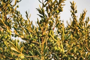 Terroir Soul: Meet the essence of Maipú Olive Oils & Wines