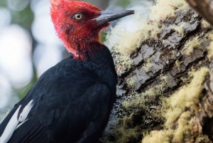 Park Narodowy Ziemi Ognistej by Hike – Natura i małe grupy