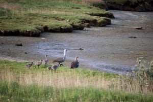SENTIERI DEL PARCO NAZIONALE DELLA TIERRA DEL FUEGO (TOUR PER CROCIERISTI)