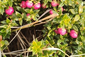 PARCO NAZIONALE DELLA TERRA DEL FUOCO E TRENO DELLA FINE DEL MONDO