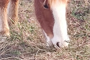 PARCO NAZIONALE DELLA TERRA DEL FUOCO E TRENO DELLA FINE DEL MONDO