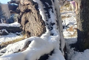 PARCO NAZIONALE DELLA TERRA DEL FUOCO E TRENO DELLA FINE DEL MONDO