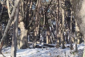 PARCO NAZIONALE DELLA TERRA DEL FUOCO E TRENO DELLA FINE DEL MONDO