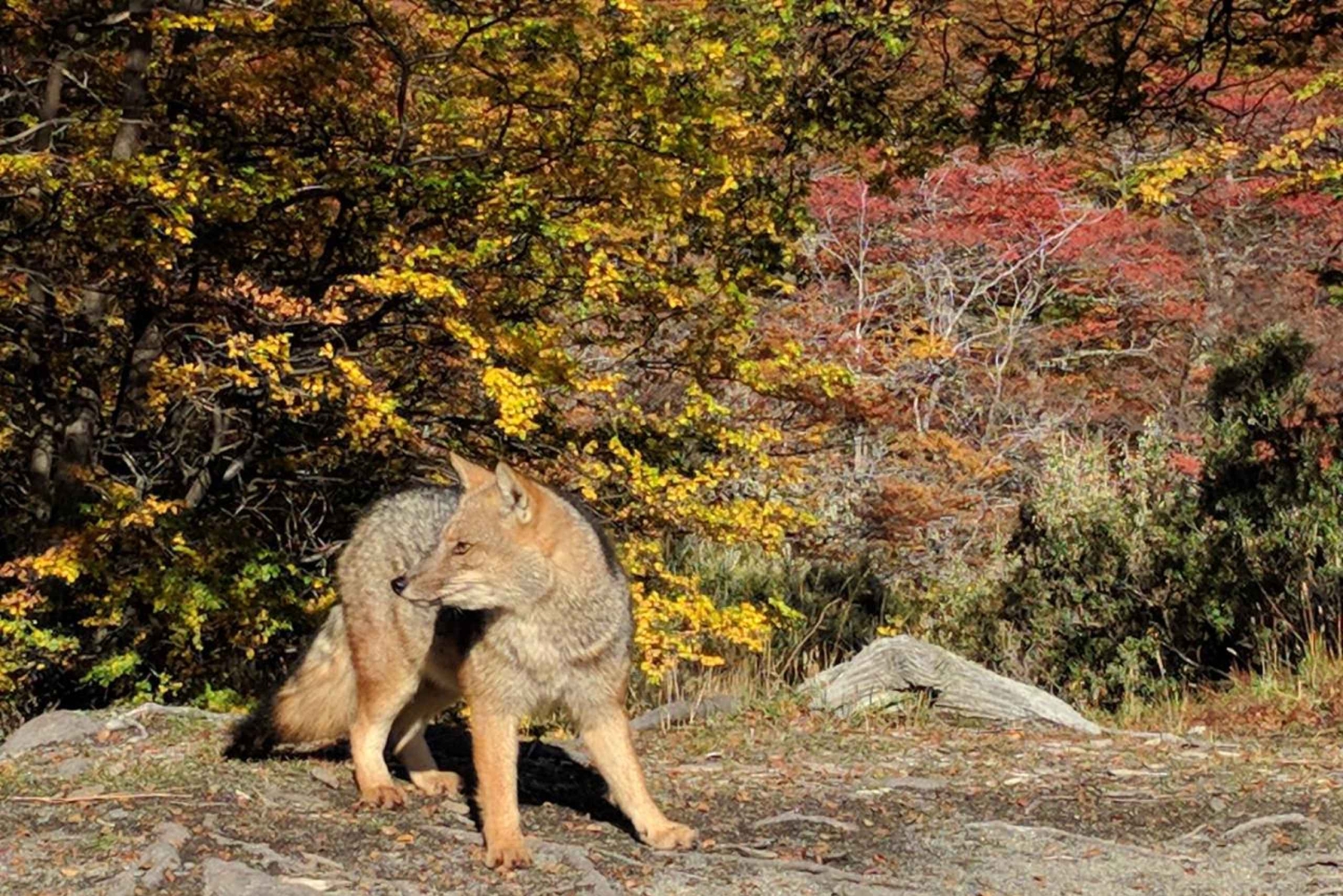 Tutustu Tierra del Fuegon kansallispuistoon