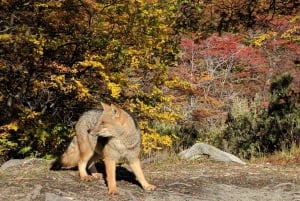 Tutustu Tierra del Fuegon kansallispuistoon