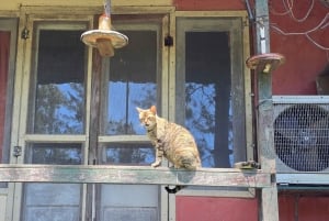 Tigre Island: Local-Style Grill Immersion in Hidden Nature