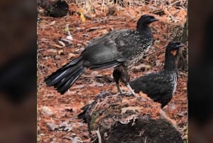 Tigre Island: Local-Style Grill Immersion in Hidden Nature