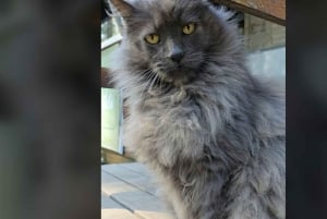 Tigre Island: Local-Style Grill Immersion in Hidden Nature