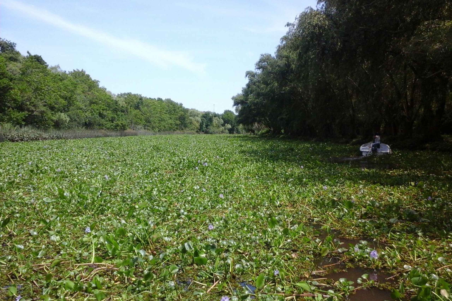 Tigre: Safari Delta Boat Tour w Tigre