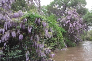 Tigre: Safari Delta Boat Tour w Tigre