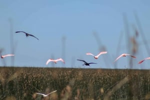 Tigre: Safári Náutico em Tigre/ Passeio de barco pela Reserva da Biosfera