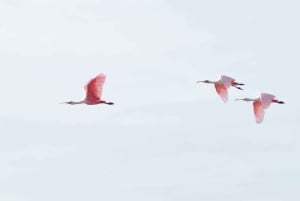 Tigre: Safari Náutico en Tigre/ omvisning med båt i biosfærereservatet