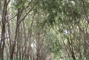 Tigre: Safari Náutico en Tigre/ omvisning med båt i biosfærereservatet