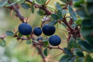 SENTIERI DEL PARCO NAZIONALE DELLA TIERRA DEL FUEGO (TOUR PER CROCIERISTI)