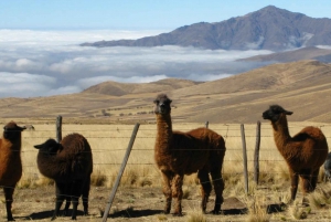 Tucumán: Tafí del Valle - kokopäiväretki