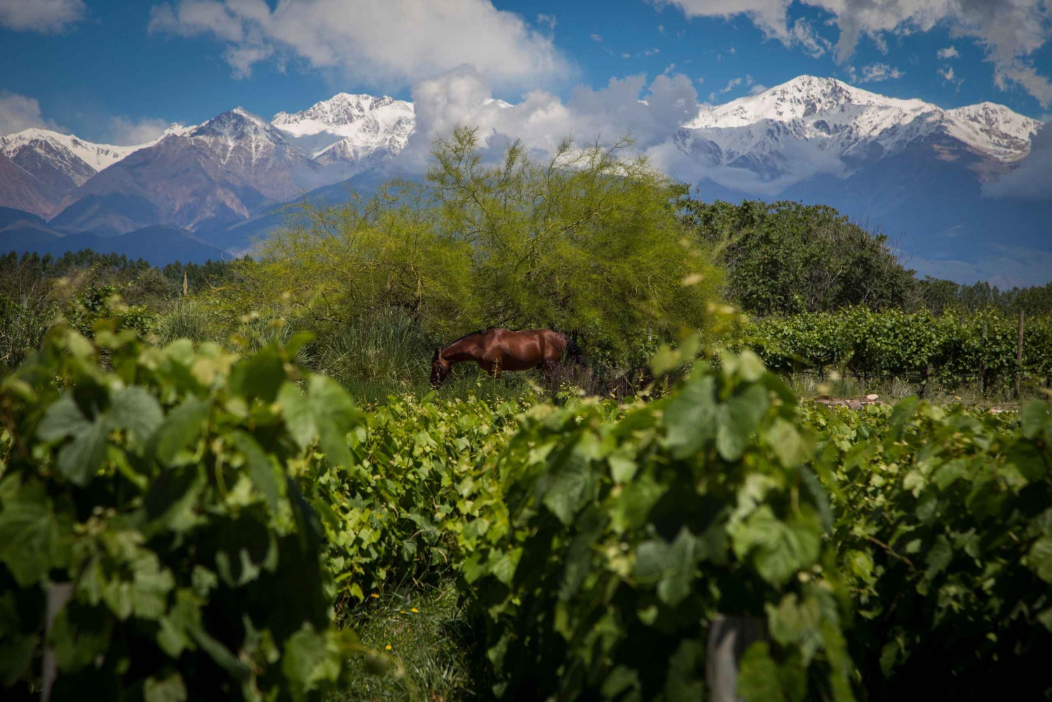 Uco Deluxe: Best wineries and a real 'asado argentino'