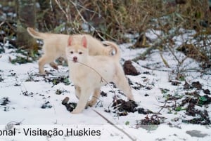Ushuaia: seikkailua ja lunta | Moottorikelkka + Lumilautailu + Lumikenkäretki + Lounas
