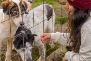 Ushuaia Adventure: Llanos 360 ATV Ride & Hike with Lunch