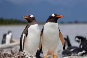 USHUAIA: ALMANZA, THE SPIDER CRAB ROUTE & PENGUIN SIGHTING