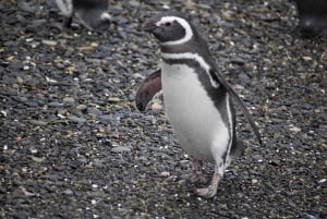 USHUAIA: ALMANZA, THE SPIDER CRAB ROUTE & PENGUIN SIGHTING