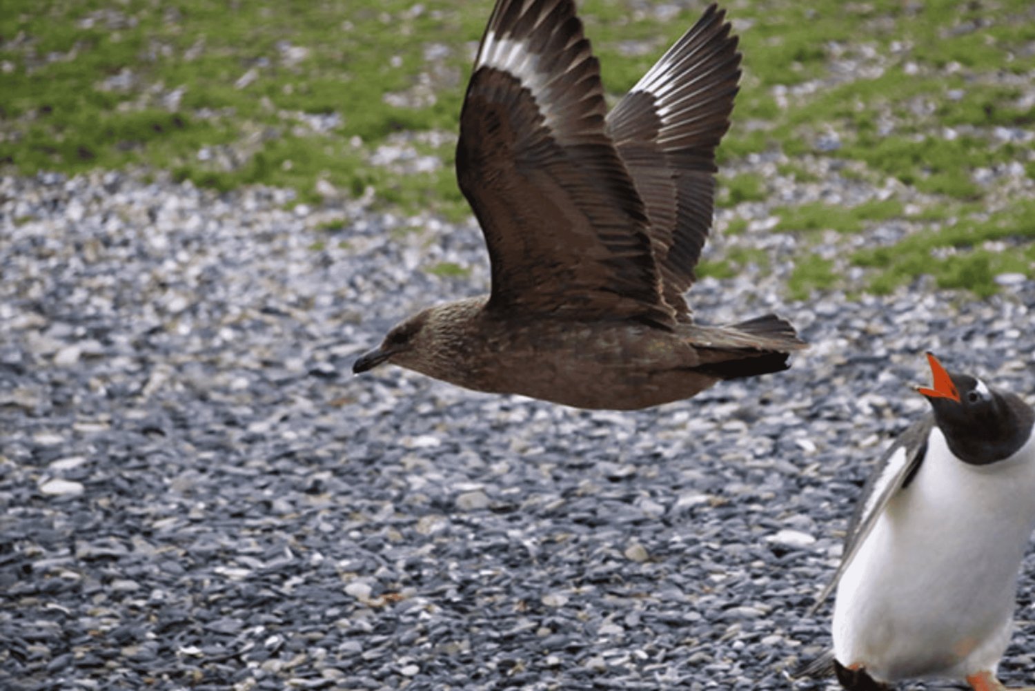 Ushuaia: Beagle-Kanal und Pinguininsel