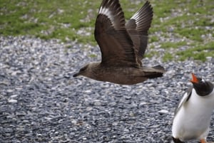 Ushuaia: Beagle-kanalen og Pingvinøen