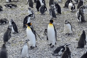 Ushuaia: Beagle-Kanal und Pinguininsel