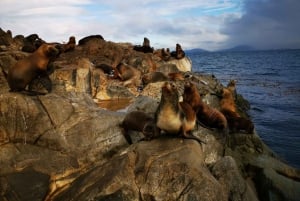 Ushuaia: Beagle Kanal Katamaran Tour