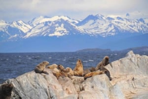 Ushuaia: crociera nel Canale di Beagle e passeggiata alle Isole Bridges