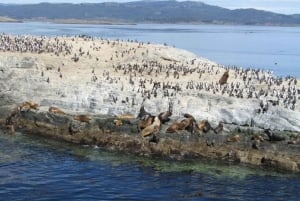 Ushuaia: crociera nel Canale di Beagle e passeggiata alle Isole Bridges