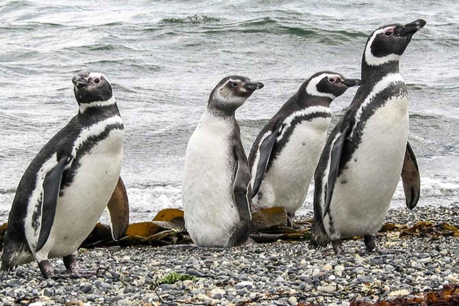 Ushuaia: Excursão à Colónia de Pinguins do Canal de Beagle