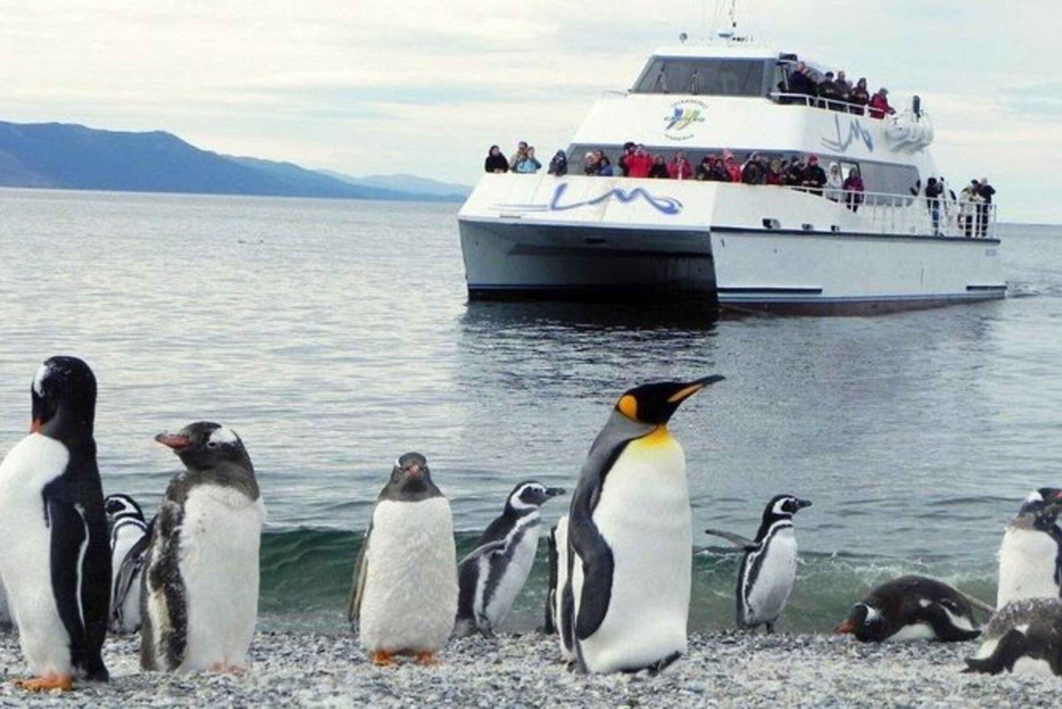 Ushuaia: Excursão à Colónia de Pinguins do Canal de Beagle