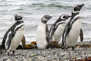 Ushuaia: Excursão à Colónia de Pinguins do Canal de Beagle
