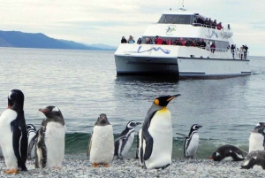 Ushuaia: Excursão à Colónia de Pinguins do Canal de Beagle