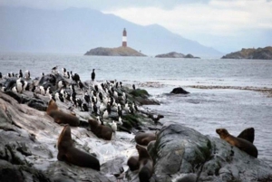 Ushuaia: Excursão à Colónia de Pinguins do Canal de Beagle