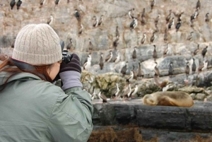 Ushuaia: Excursão à Colónia de Pinguins do Canal de Beagle