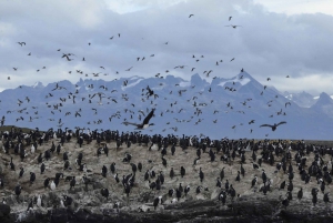 Ushuaia: Katamarankrydstogt i Beagle-kanalen og på havulveøen