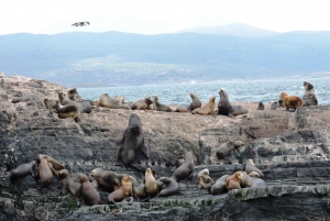 Ushuaia: Kanał Beagle i Wyspa Lwów Morskich katamaranem