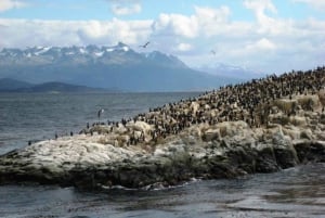 Ushuaia: Excursão ao Canal de Beagle, Ilha Seal e Ilhas Bridges