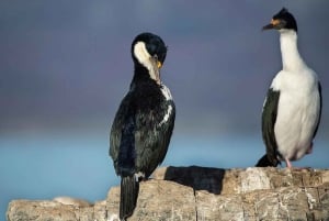 Ushuaia: Excursão ao Canal de Beagle, Ilha Seal e Ilhas Bridges