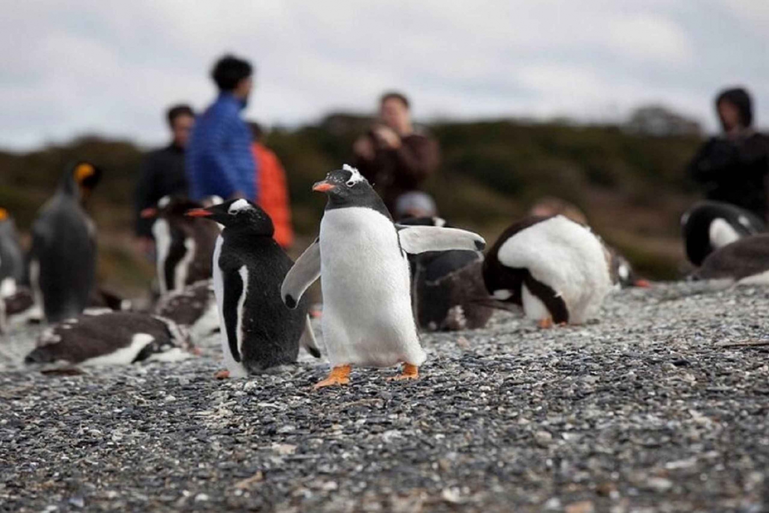 Ushuaia: Beagle-vandring bland pingviner Navigation Isla de Lobos